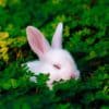 White rabbit sleeping in clover