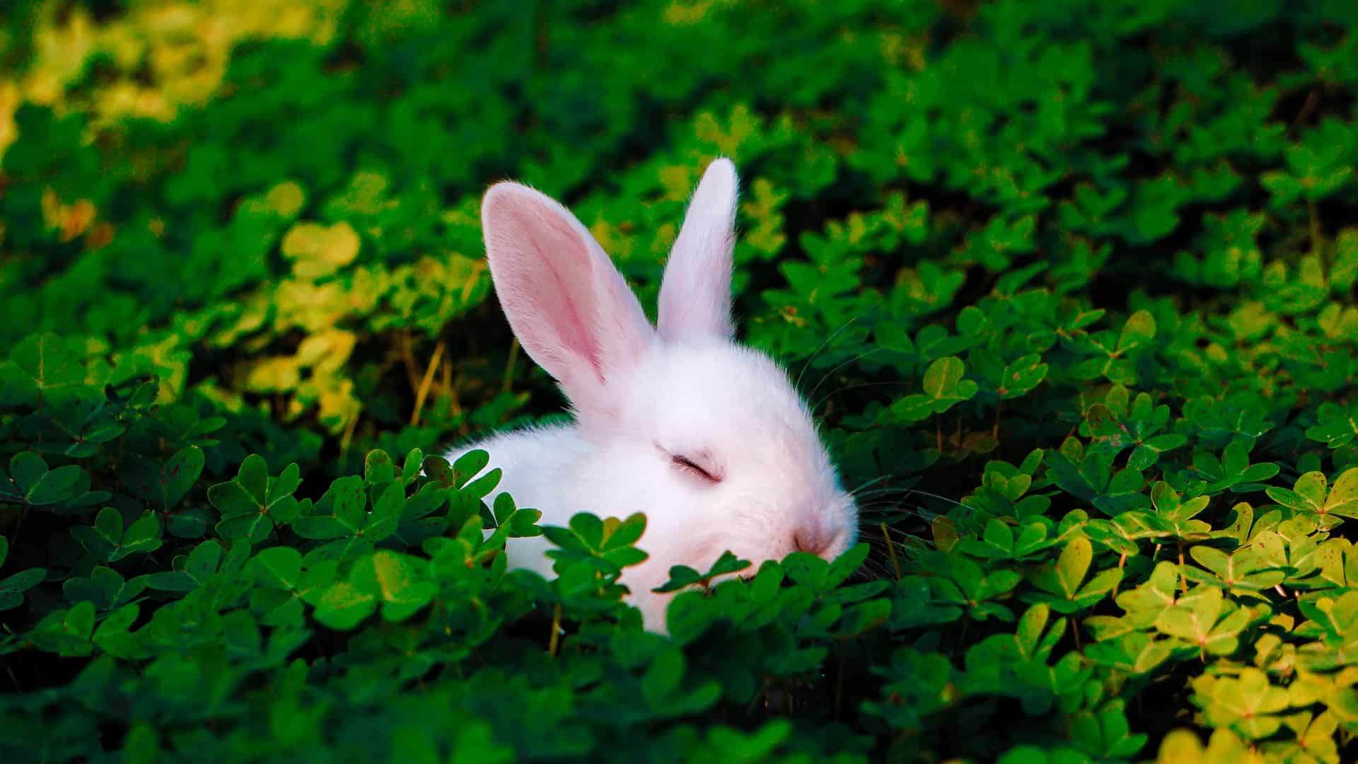White rabbit sleeping in clover