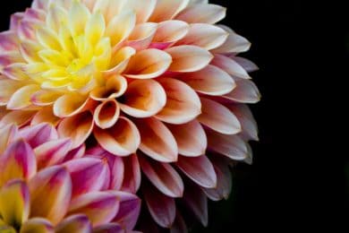 bright flower with black background