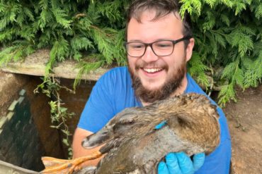 Duck being rescued from Underground Service Engineering's Drainage Team