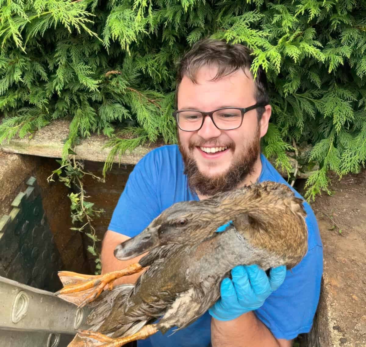 Duck being rescued from Underground Service Engineering's Drainage Team