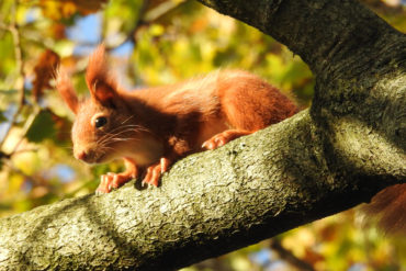Ginger Squirrel on a tree branch