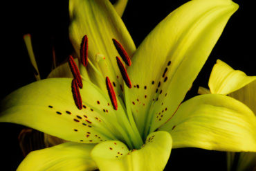 yellow lily with black background