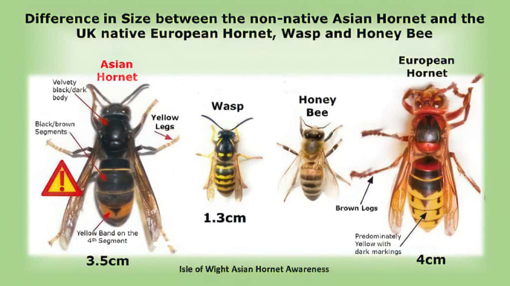 Asian hornet compared to European hornet, bee and wasp