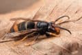 Asian hornet on leaf