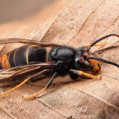 Asian hornet on leaf