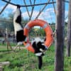 Lemurs at Wildheart Animal Sanctuary enjoy Wightlink’s old life rings