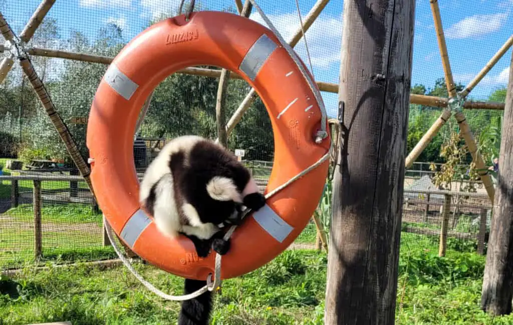 Lemurs at Wildheart Animal Sanctuary enjoy Wightlink’s old life rings