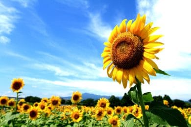 field of sunfowers