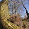 Hedgehog (Erinaceus europaeus) on woodland floor in daytime, Berwickshire, Scotland, march 2009