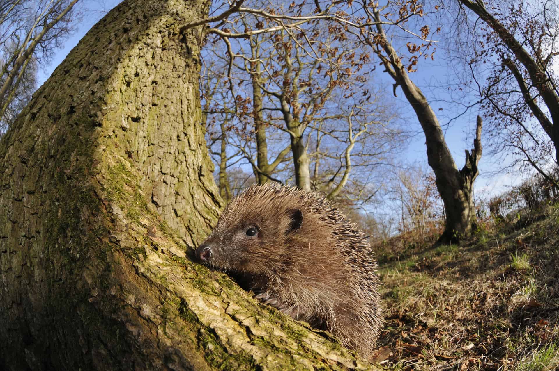 Hedgehog (Erinaceus europaeus) on woodland floor in daytime, Berwickshire, Scotland, march 2009