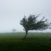 leaning tree from strong winds in the misty countryside