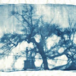 Cyanotype print of tree