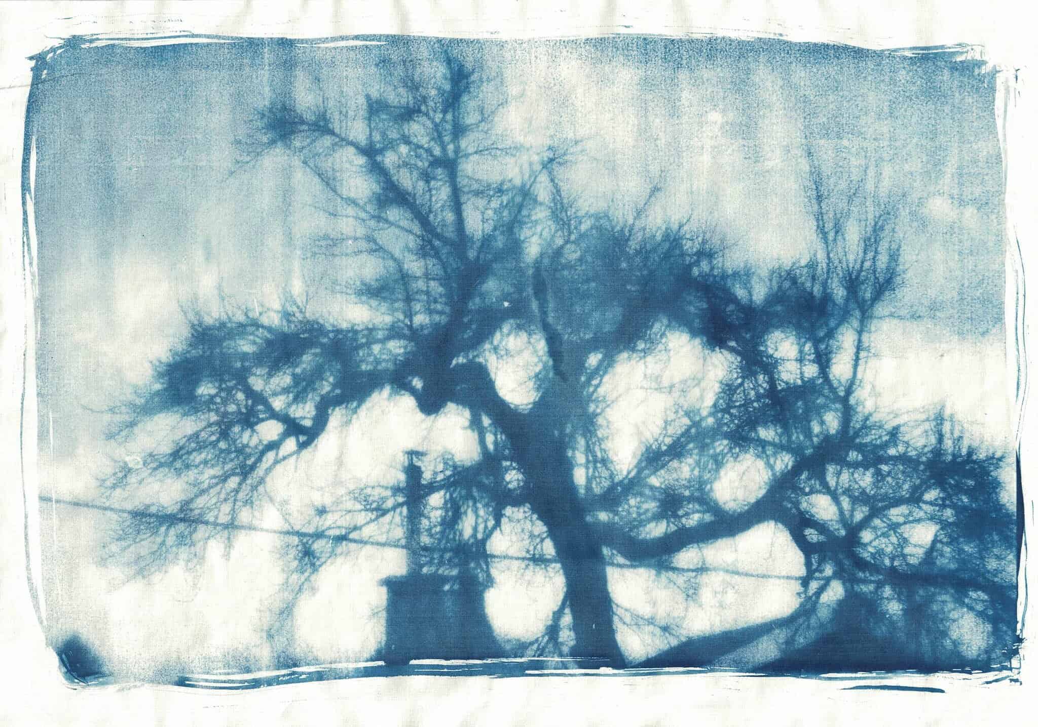 Cyanotype print of tree