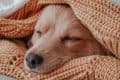 dog nestled in a pile of blankets