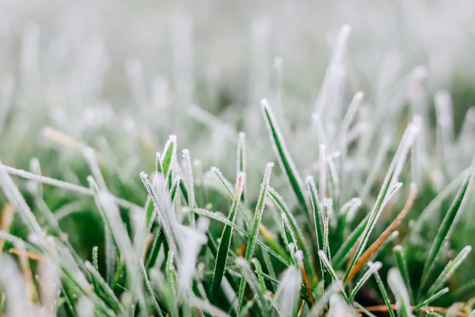 frost on grass