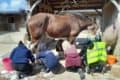 children grooming pony at island riding centre