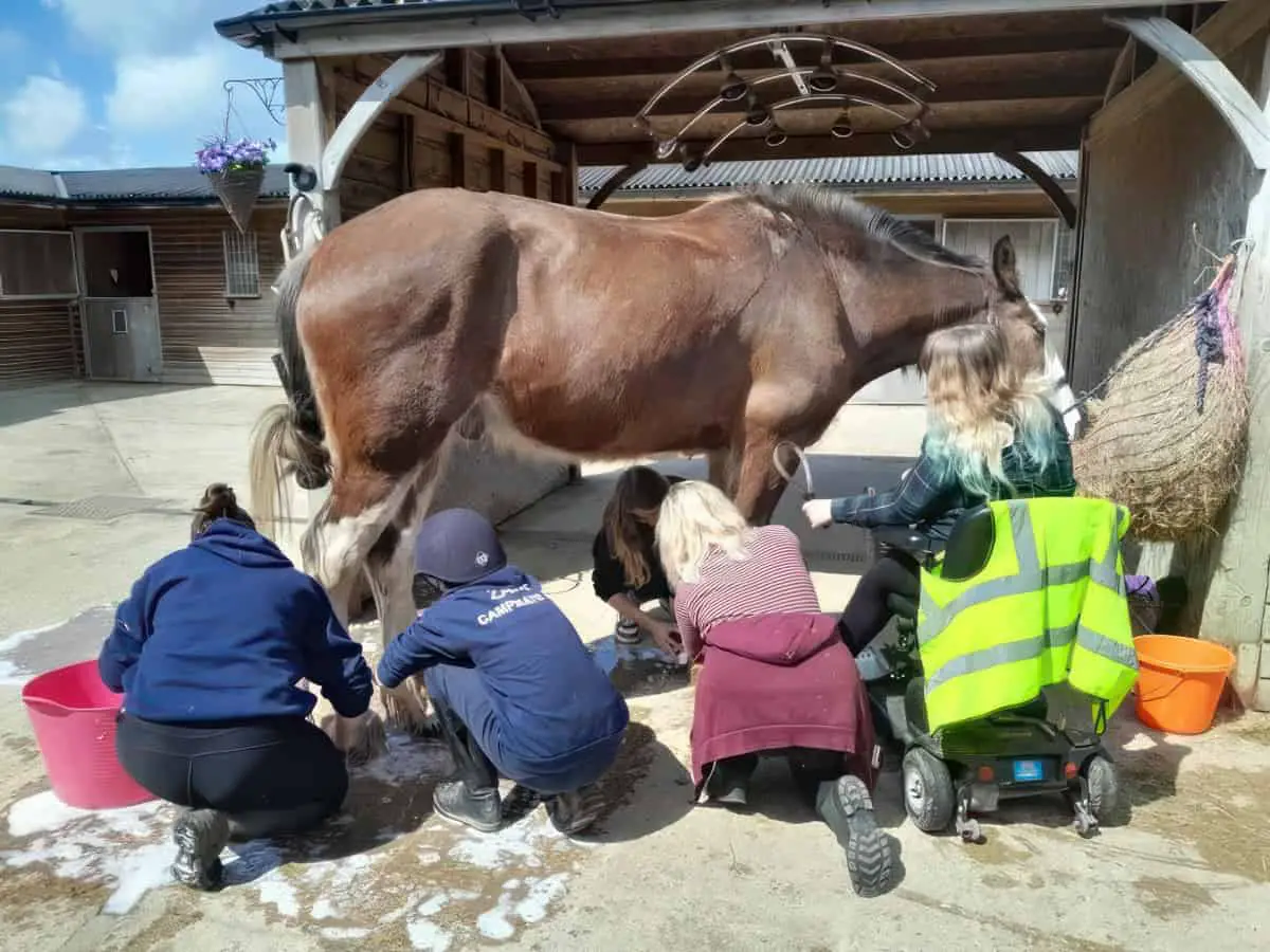children grooming pony at island riding centre
