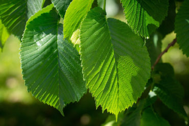 Leaves on a tree