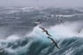 stormy wave and sea gulls