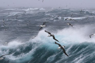stormy wave and sea gulls