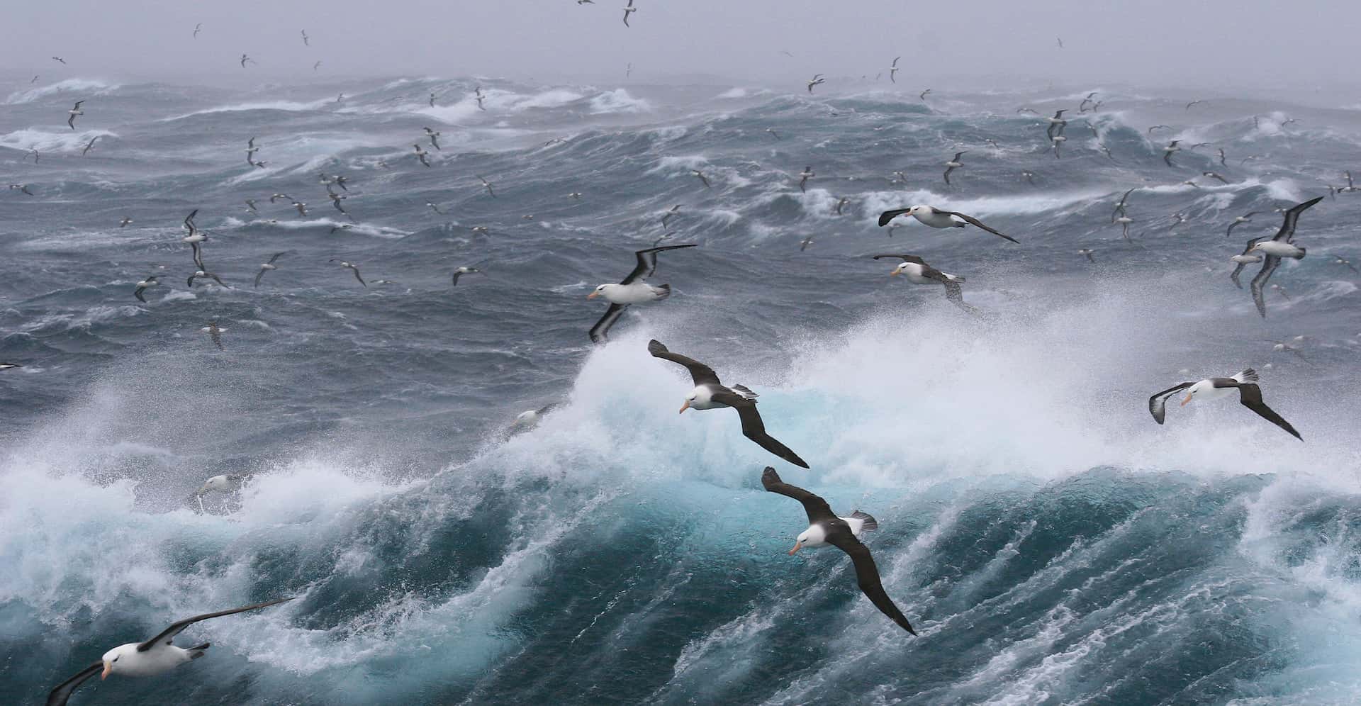 stormy wave and sea gulls