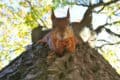 A playful squirrel defies gravity, perched upside down on a tree trunk. Tallinn, Estonia by transly translation agency