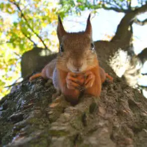 A playful squirrel defies gravity, perched upside down on a tree trunk. Tallinn, Estonia by transly translation agency