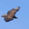 G625 - the first White tailed eagle to be breed in the south for over 200 years