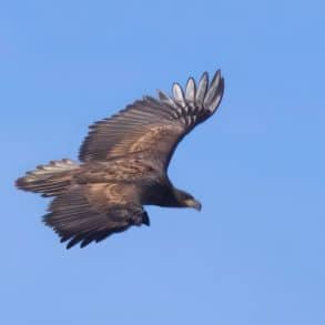 G625 - the first White tailed eagle to be breed in the south for over 200 years