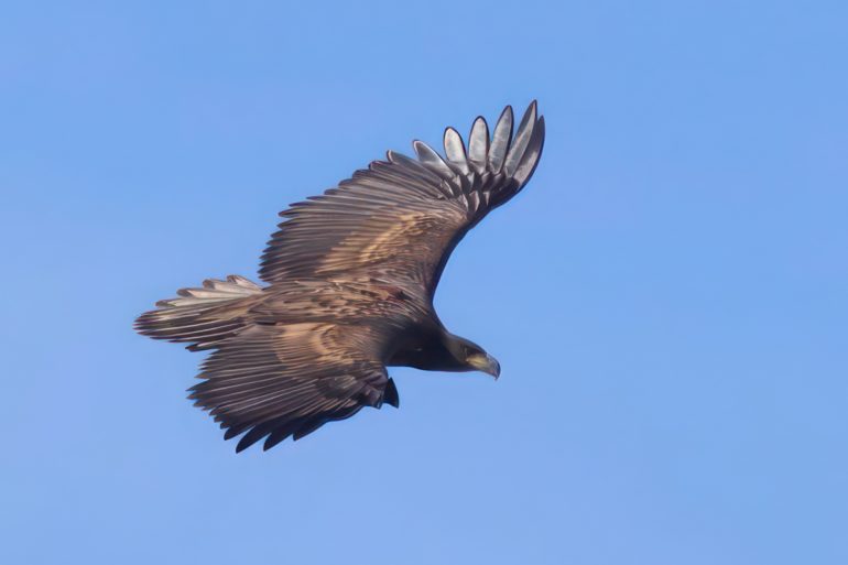 G625 - the first White tailed eagle to be breed in the south for over 200 years