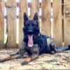 Moxie the German Shepherd police dog