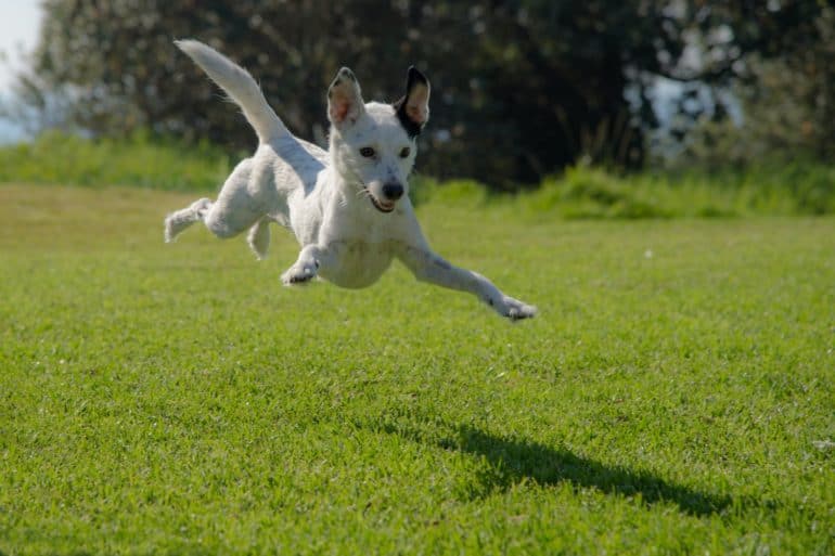 dog in a field by ron fung