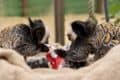 Primates opening xmas presents at monkey haven