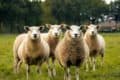 A group of sheep looking at the camera