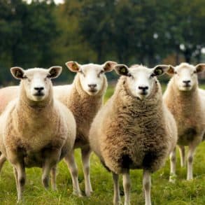 A group of sheep looking at the camera