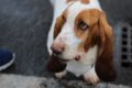 Bassett Hound looking worried