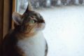 Cat looking out of the window at snow