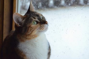 Cat looking out of the window at snow