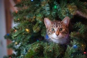 Cat peeking out of Christmas tree