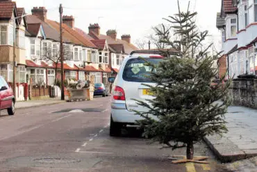 Christmas tree on the roadside