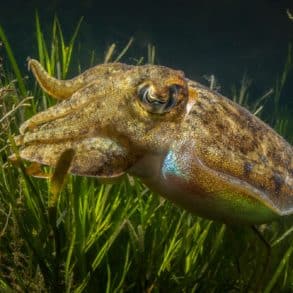 Cuttlefish against the backdrop of seagrass by Theo Vickers