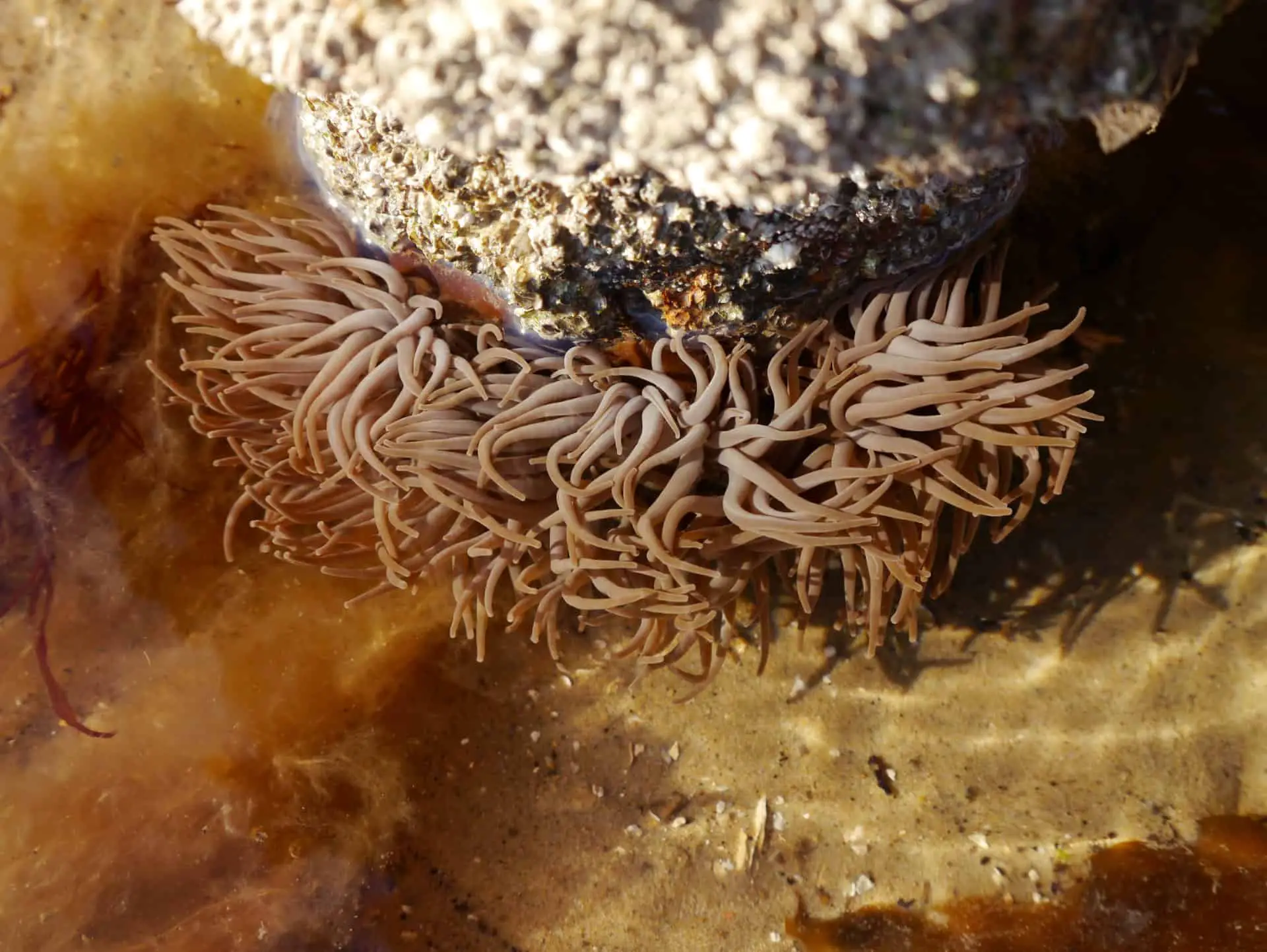 Snakelocks anemone at home on Ryde Pier © Claire Hector ARC