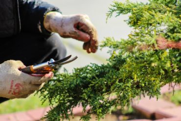 Person gardening