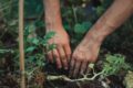 Person with their hands in the soil, planting tomatoes