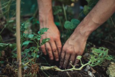 Person with their hands in the soil, planting tomatoes