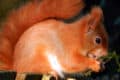 Red Squirrel on a fence eating a nut by helen butler