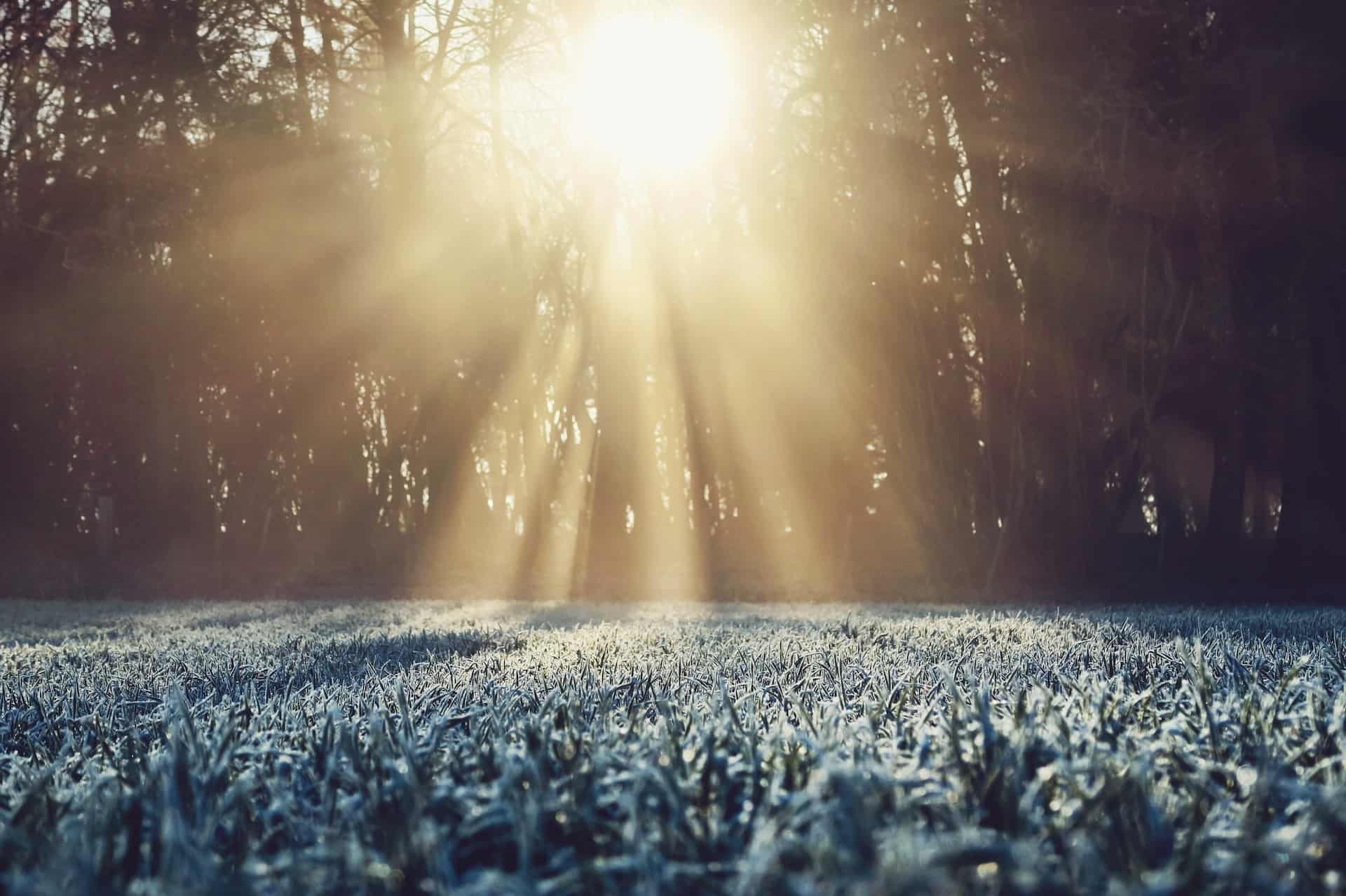 Sun coming through trees with frost on the field