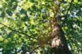 View up the trunk of a tree to wards to treetop