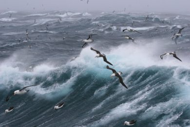 gulls flying over the sea on a windy and stormy day